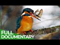 Wild river rhine  free documentary nature