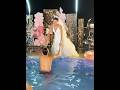 داليدا خليل في أحضان حبيبها داخل المسبح بفستان عرس مذهل 