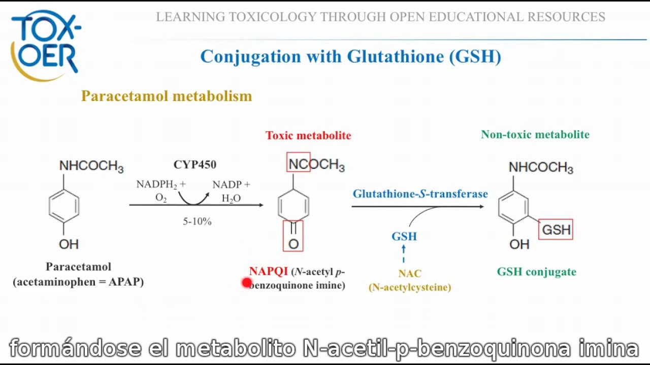 glutathione conjugation paracetamol 2.4.16. Conjugación con GSH Hope Glow Crystal - SSBOGOSHEET Size:4 oz