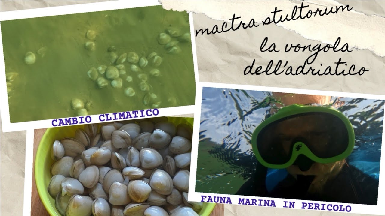 TEMPERATURE IMPAZZITE, MUCILLAGINE ,STRAGE DI VONGOLE