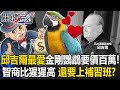 邱吉爾最愛金剛鸚鵡要價百萬！智商比猩猩高 還要上補習班？【決戰關鍵】20240512-3 張炤和 江中博 Jack