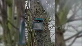 Hide and go squirrel: Hilarious moment one squirrel hides to totally scare fellow squirrel by Newsflare VIP 81 views 4 years ago 30 seconds