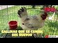 GALLINAS que se COMEN sus propios HUEVOS 🐓🥚