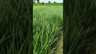 ek number tu tall ciky ciky h#viralvideo #trending #shortvideo