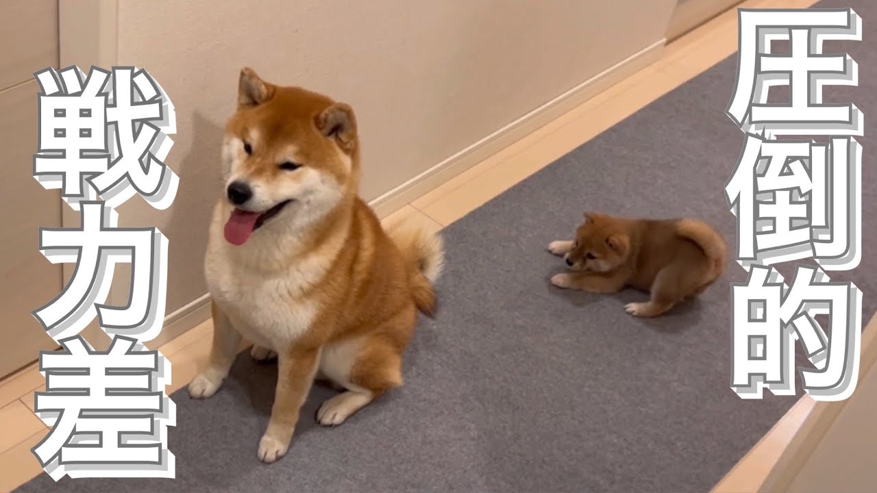ゴトウ ユミコさん作、芝犬。 A Shiba Inu destroys a two-year-old's treasured possession and