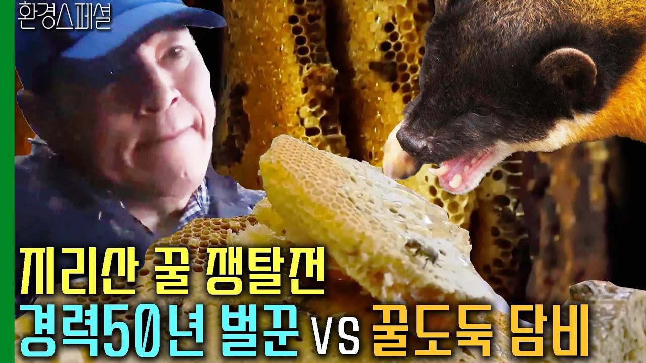 지리산 꿀 쟁탈전! 경력50년 벌꾼 VS 꿀도둑 담비 [KBS스페셜-지리산 벌꾼과 담비] / KBS 20160317 방송