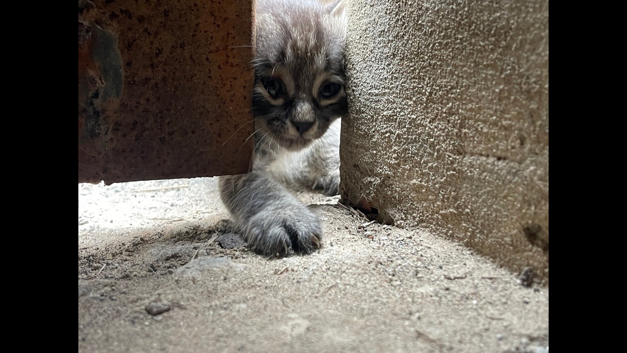 Тихая мольба сквозь узкий дверной проем