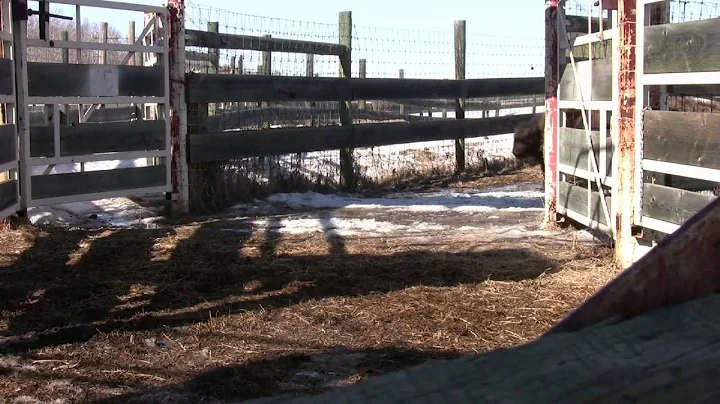 Bison roundup at Elk Island Park