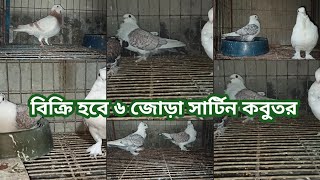 বিক্রি হবে ৬ জোড়া সার্টিন কবুতর