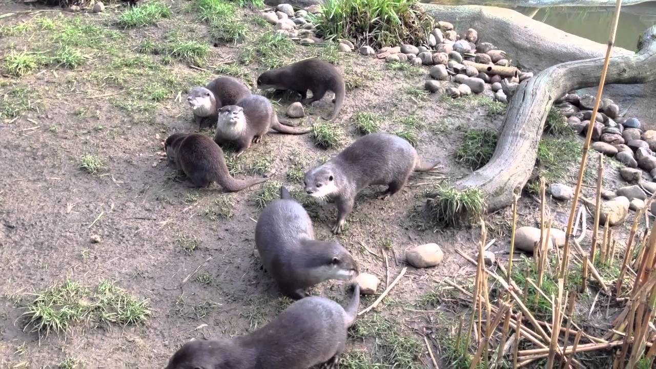 Cotswold Wildlife Park spoof movie trailer HD