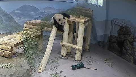 #DCPandas: Giant Panda Bao Li Plays Indoors