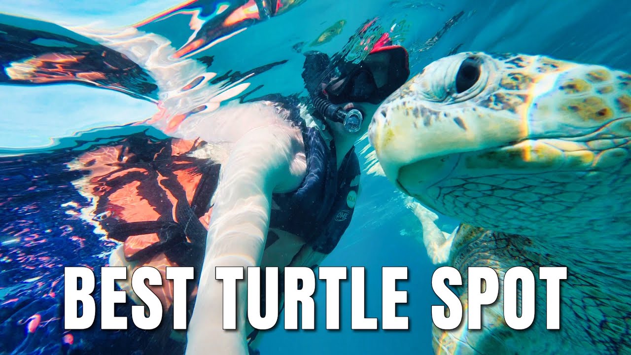 We are Swimming With Sea TURTLES in Malaysia 🐢