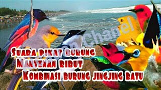 Download lagu Suara Kombinasi Burung Mantenan Vs Jingjing Batu.. Suara Pikat Terampuh mp3