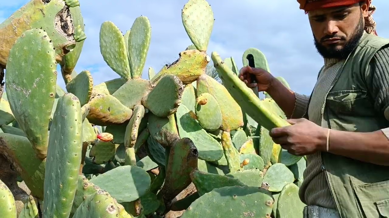 تقليم أشجار التين الشوكي
