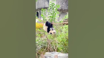 🤩 Amazing 🐼 Facts About Pandas! 🧐
