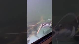 Celebrity Birchir vs Redtail catfish. Live feeding. #alligatorgar #redtailcatfish Wealth