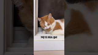 엄마 몰래 알바하는 고양이