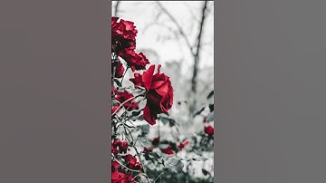 سورة النور #قرآن الشيخ وليد عاطف