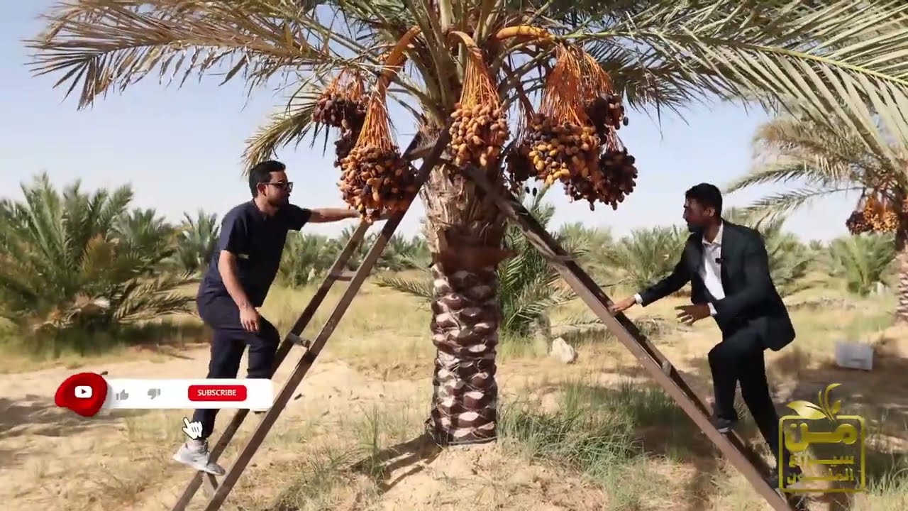 مع خضر الشوربجي.. أسرار تمور المجدول في قلب صحراء الفرافرة.. الإنتاج والعائد من قلب الأرض