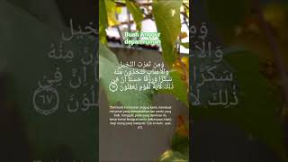 Buah anggur depan rumah #buahanggur #lifewithalquran10