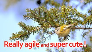 Really agile and super cute! by Kengo  162 views 3 months ago 1 minute, 58 seconds