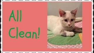 How To Bathe A Cat screenshot 5