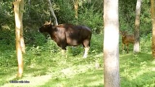 Tiger Hiding To Ambush Gaur Calf