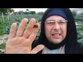 A raccogliere i Broccoletti in compagnia di una BOMBA 1d2