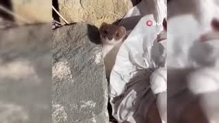 Beyaz Gelincik Şehir Merkezinde Görüntülendi Resimi