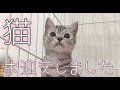 【猫動画】猫お迎えしました！【アメリカンショートヘア】