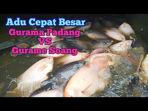 Gurame Soang Vs Gurame Padang