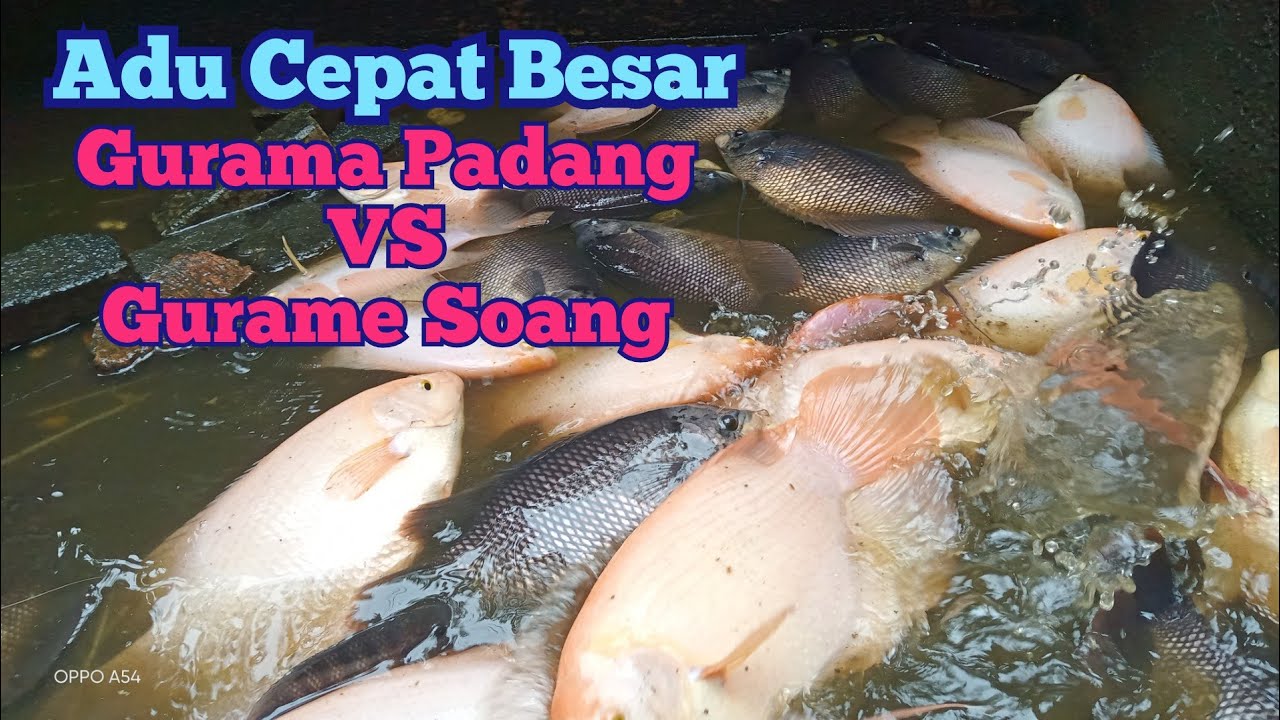 Perbandingan Budidaya Ikan Gurame Padang Dengan Gurame Soang