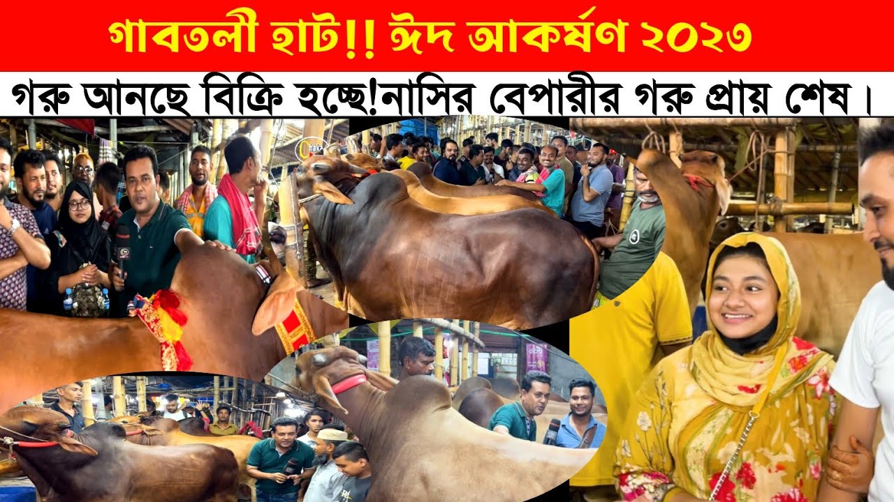 গরু নিয়ে আসতেই বিক্রি হয়ে যাচ্ছে নাসির ব্যাপারীর! গাবতলী গরুর হাট 2023