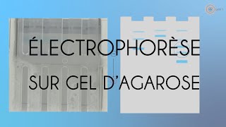 Électrophorèse Sur Gel Dagarose