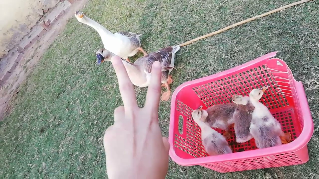 How to differentiate between male and female goose?