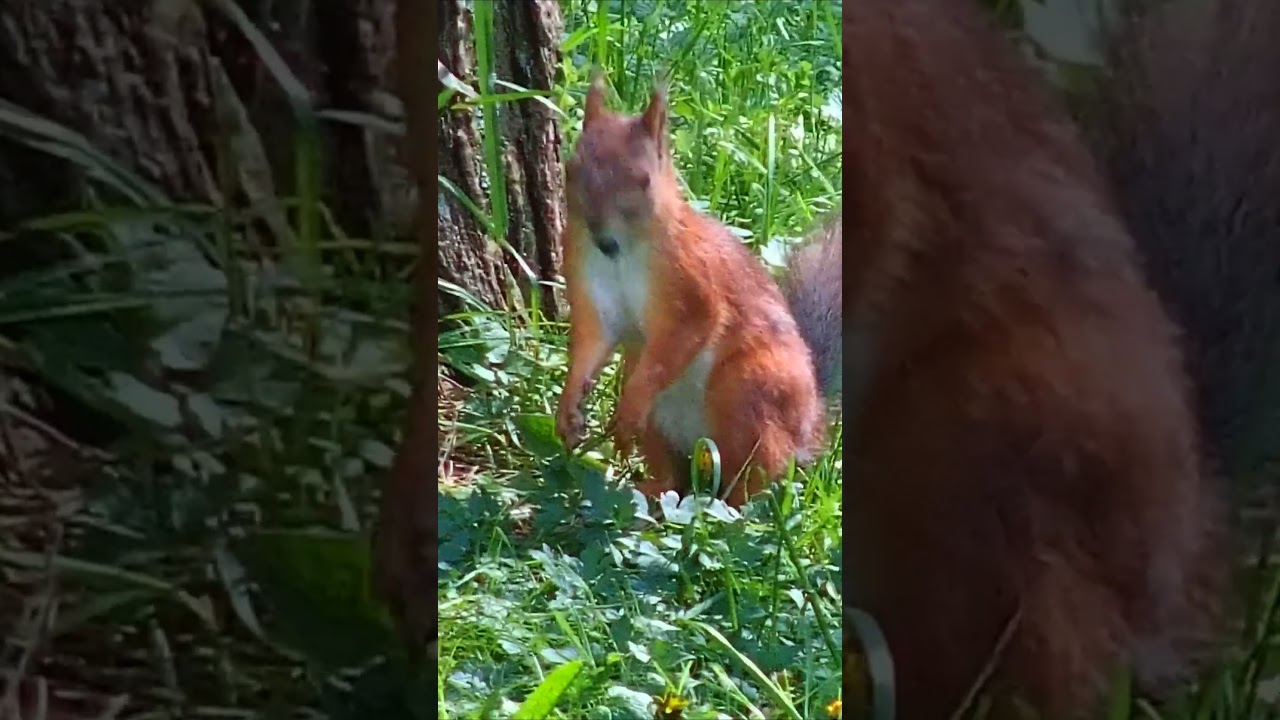 ПОИСК  \  search