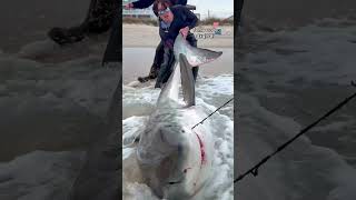 Temu Waders Help Catch Giant Shark