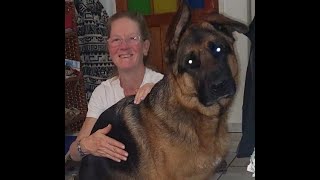 Sharing the Pretty by Adventures with Lycan my German Shepherd Dog 83 views 1 month ago 4 minutes, 2 seconds