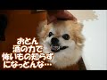 すぐキレるポメラニアン コタ唖然!無敵になったオトン&しょうちゃんと夢の中で