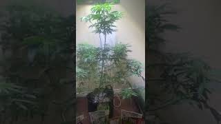 2021 fireline genetics grow off ...Dutch science nutrients...strain purple Afghan goo