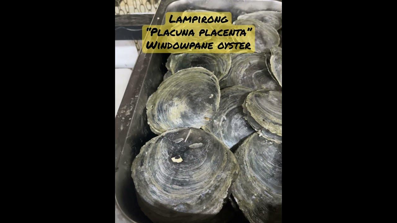 Lampirong“Placuna placenta”Windowpane Oyster II food seafood shells capiz asmrfood YouTube