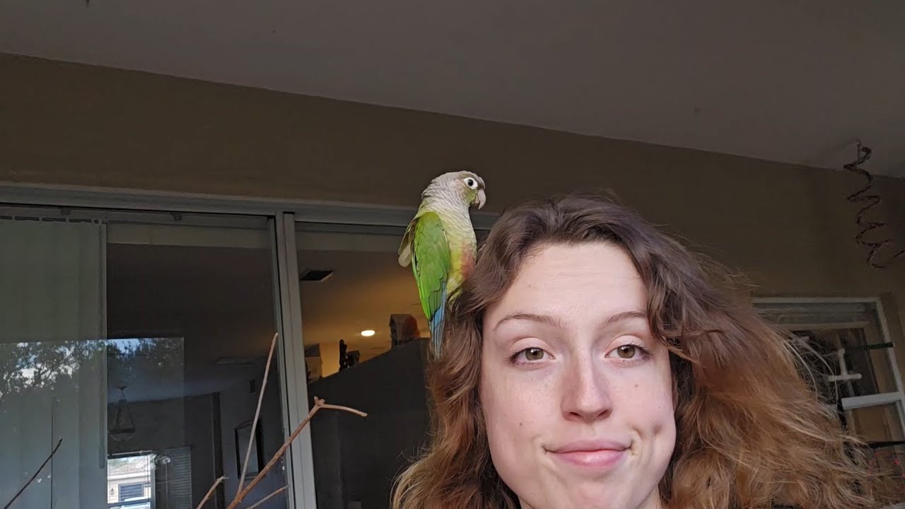 Weekly Bird Room Reset! 🐦🐥🐦🐥