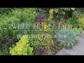 Learn about white flower farm