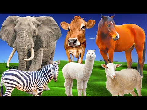Otoburlar - fil, inek, at, keçi, zürafa - Hayvan sesleri