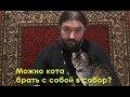 Можно ли кота брать в храм? Протоиерей Андрей Ткачев