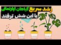 رشد سریع گل های آپارتمانی ۶ ترفند فوق العاده که باعث رشد سریع گل ها آپارتمانی می شود درمان خانگی رشد سریع گل های آپارتمانی ۶ ترفند فوق العاده که باعث رشد سریع گل ها آپارتمانی می شود درمان خانگی