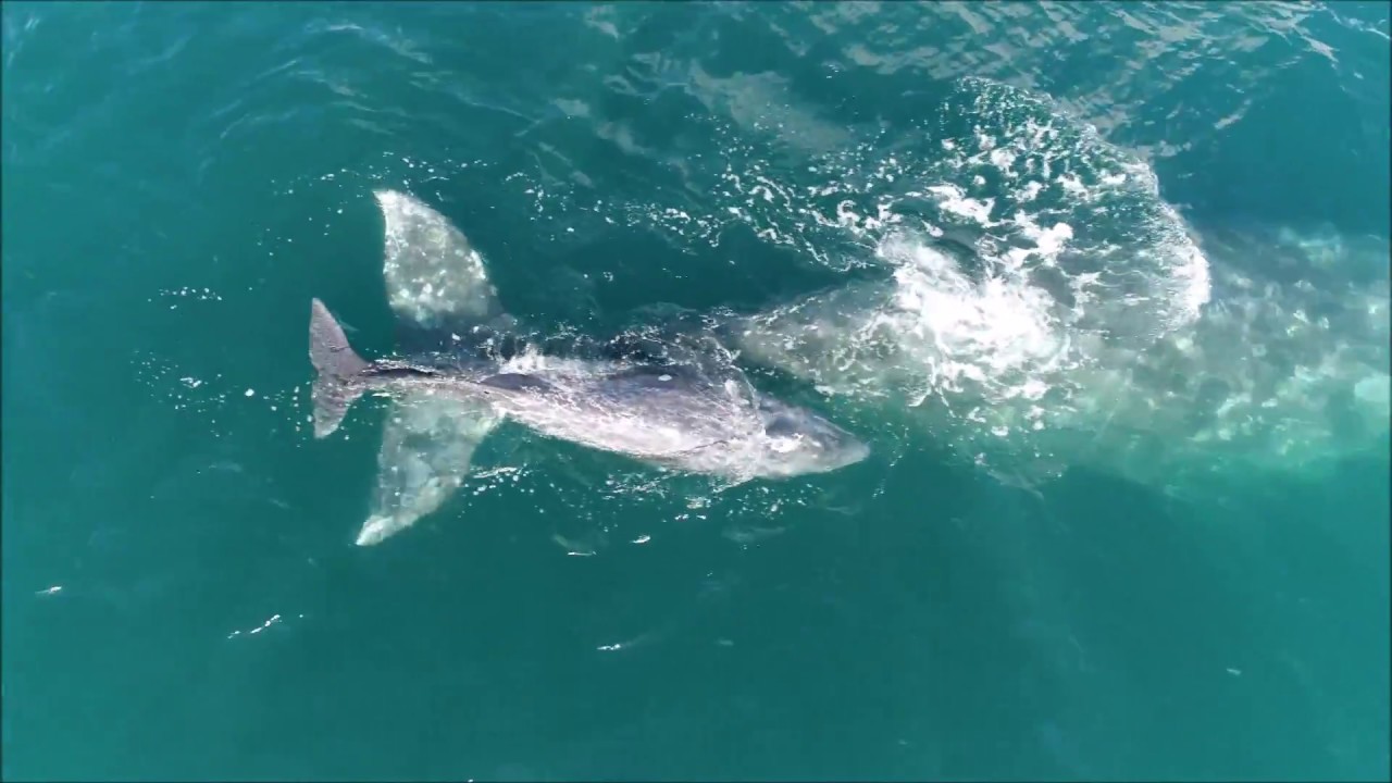 camera iphone 8 plus apk gray whales cow calf