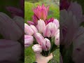 A handful of #tulips for the house! #flowers #shorts #springtime #oregon #gardening #garden