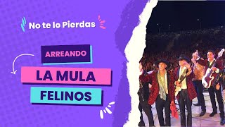 Los Felinos - Arreando la Mula LA VERSION EN VIVO QUE NO HAS OIDO 😱 2018 chords