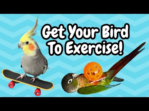 Video: 4 Beste manieren om uw papegaai te oefenen